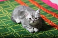 Cute face, newly born kitten Royalty Free Stock Photo