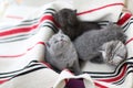 Cute face, newly born kittens looking up