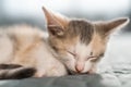 Cute face of a sleeping kitten in a bright bedroom. Gray-red-white cat. Sweet pet dream.