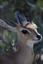 Cute faced silhouette african grey duiker