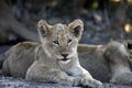 Cute faced young african lion cub Royalty Free Stock Photo