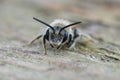 Cute facial closeup on a solitary mining bee, Andrena , looking into the camera