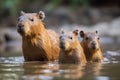 Cute family of capybaras swimming together in a tranquil pond. AI generated