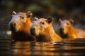 Cute family of capybaras swimming together in a tranquil pond. AI generated