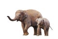 Cute family of  elephants Royalty Free Stock Photo