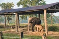 Baby elephant Royalty Free Stock Photo