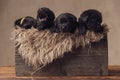 Cute family of four little labrador retriever puppies resting in wooden box Royalty Free Stock Photo