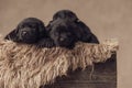 Cute family of labrador retriever puppies resting in furry wooden box