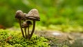 A cute family of mushrooms. Royalty Free Stock Photo