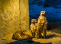 Cute family portrait of meerkats together, two standing and two playing on the ground, popular zoo animals and pets Royalty Free Stock Photo