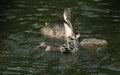 A family of stunning Great Crested Grebe Podiceps cristatus swimming in a river. The parent bird is feeding a Crayfish to the ba Royalty Free Stock Photo