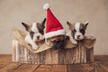 Cute family of three precious bulldogs puppies celebrating christmas