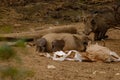 Cute family of Warthog with paper sack of titbits and paper to play with