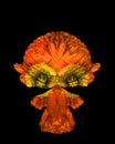 Cute fantasy character created of macros of orange yellow poppy blossoms