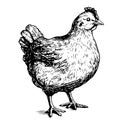 Cute farm chicken hen hand drawn sketch Vector illustration Royalty Free Stock Photo
