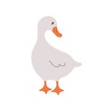 Cute farm goose. Domestic duck on white background. Agriculture bird. Village wildlife. Perfect for logo, greeting card