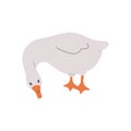 Cute farm goose. Domestic duck on white background. Agriculture bird. Village wildlife. Perfect for logo, greeting card