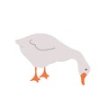 Cute farm goose. Domestic duck on white background. Agriculture bird. Village wildlife. Perfect for logo, greeting card