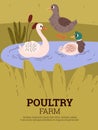 Cute farm poultry duck family cartoon vector poster, duck bird with duckling swim in lake water, country or wild animal Royalty Free Stock Photo