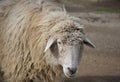 Teeth Showing on a Cute Farm Yard Sheep