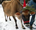 Cute farmed cow with red santa hat and green branches of pine tree on white snow for Christmas card and Christmas background