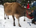 Cute farmed cow with red santa hat and green branches of pine tree on white snow for Christmas card and Christmas background Royalty Free Stock Photo