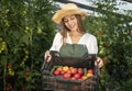 Cute Farmer Girl Demonstrating a Crate of Tomatoes Royalty Free Stock Photo