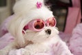 Cute fashion diva puppy Maltese Royalty Free Stock Photo