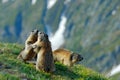 Cute fat animal Marmot, sitting in the grass with nature rock mountain habitat, Alp, Italy. Wildlife scene from wild nature. Funny