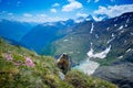 Cute fat animal Marmot, sitting in the grass with nature rock mountain habitat, Alp, Italy. Wildlife scene from wild nature. Funny