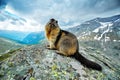 Cute fat animal Marmot, sitting in the grass with nature rock mountain habitat, Alp, Italy. Wildlife scene from wild nature. Funny