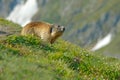 Cute fat animal Marmot, sitting in the grass with nature rock mountain habitat, Alp, Italy. Wildlife scene from wild nature. Funny