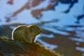 Cute fat animal Marmot, sitting in the grass with nature rock mountain habitat, Alp, Italy. Wildlife scene from wild nature. Funny