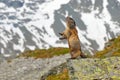Cute fat animal Marmot, sitting in the grass with nature rock mountain habitat, Alp, Italy. Wildlife scene from wild nature. Funny