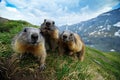 Cute fat animal Marmot, sitting in the grass with nature rock mountain habitat, Alp, Italy. Wildlife scene from wild nature. Funny