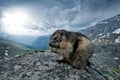 Cute fat animal Marmot, sitting on the stone with nature rock mountain habitat, Alp, Austria. Wildlife scene from wild nature.