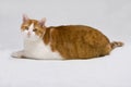 Cute fat cat Royalty Free Stock Photo