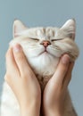 Cute fat Cat , hands holding its fat cheek Royalty Free Stock Photo