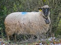 Cute fat and fluffy lone sheep marked and wearing a bell while looking at a camera, walking and eating in the farmland countryside