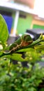 cute fat green caterpillar is looking for food Royalty Free Stock Photo