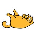 Cute fat orange cat engaged aerobics. Vector illustration