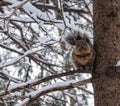 A cute fat squirrel on the tree in winter curiously staring at the camera