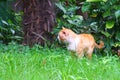 A cute and fat yellow cat in green grass Royalty Free Stock Photo