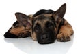 Cute and fatigued german shepard lying with head down