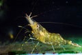 Favourite aquarium pet animal Palaemon adspersus, Baltic prawn, saltwater decapod crustacean, explore algae covered aqua bottom wi