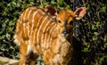 A cute fawn with big ears nyala Royalty Free Stock Photo