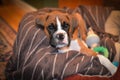 Cute Fawn Boxer Puppy on Brown Background