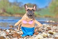 French Bulldog dog wearing a funny full body suit mermaid costume with blue fishtail, seashell bra and fake arms Royalty Free Stock Photo