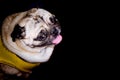 A cute fawn colored French Bulldog on black background. Puppy of the French bulldog sitting on her buttocks and looking up. Studio