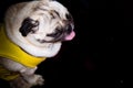 A cute fawn colored French Bulldog on black background. Puppy of the French bulldog sitting on her buttocks and looking up. Studio